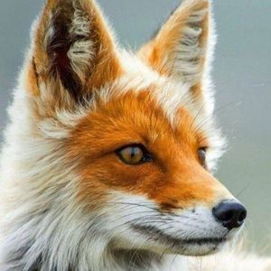 Meet your Posher, Ellen